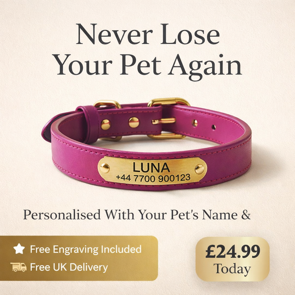 Personalised Pet Collar - Your Pets Name and Your Number