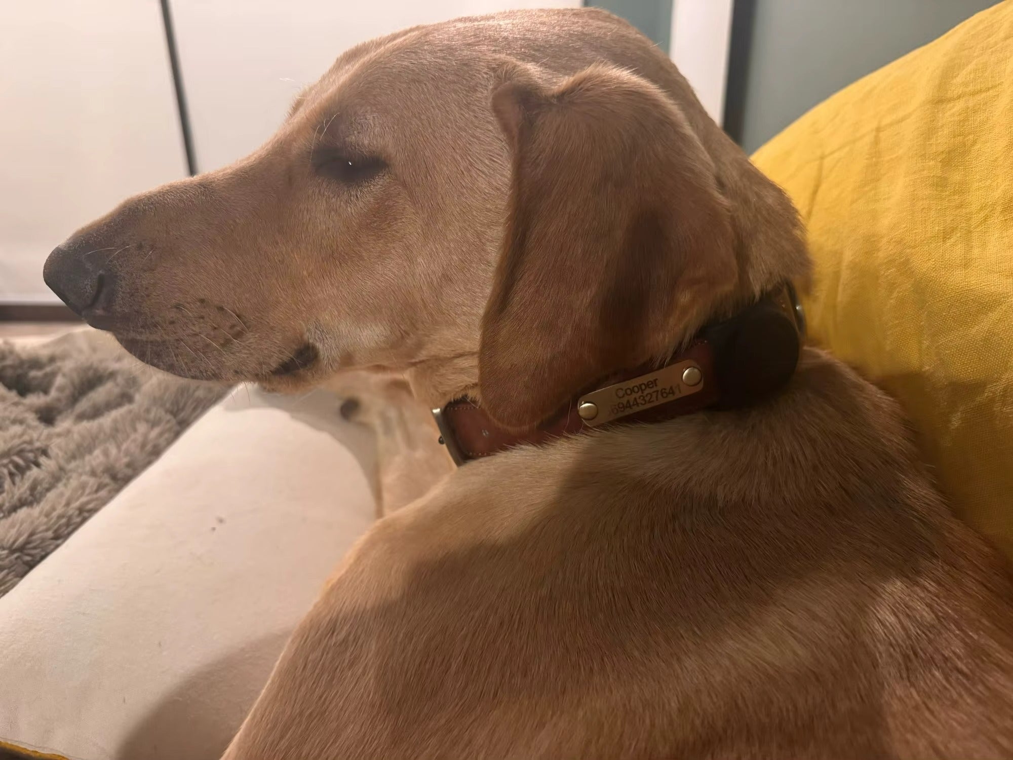 Personalised Pet Collar - Your Pets Name and Your Number