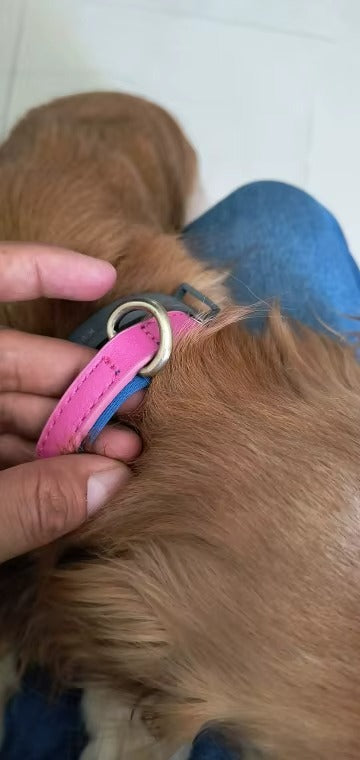 Personalised Pet Collar - Your Pets Name and Your Number