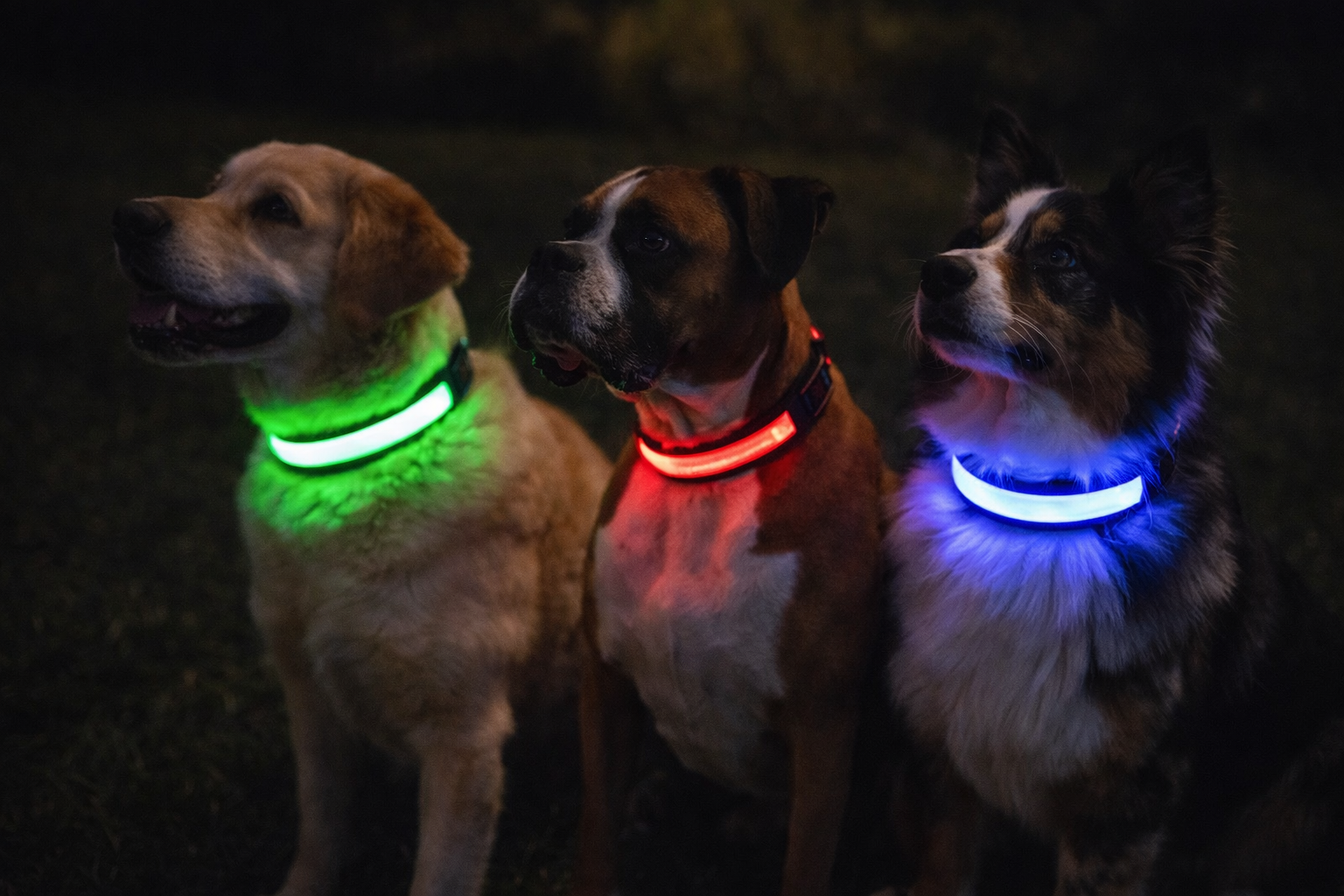 Rechargeable LED Safety Pet Collar - See Your Pet At Night