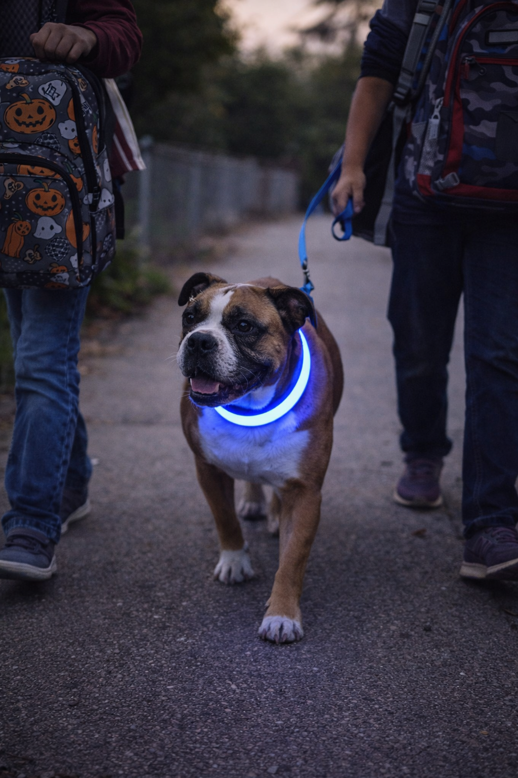 Rechargeable LED Safety Pet Collar - See Your Pet At Night