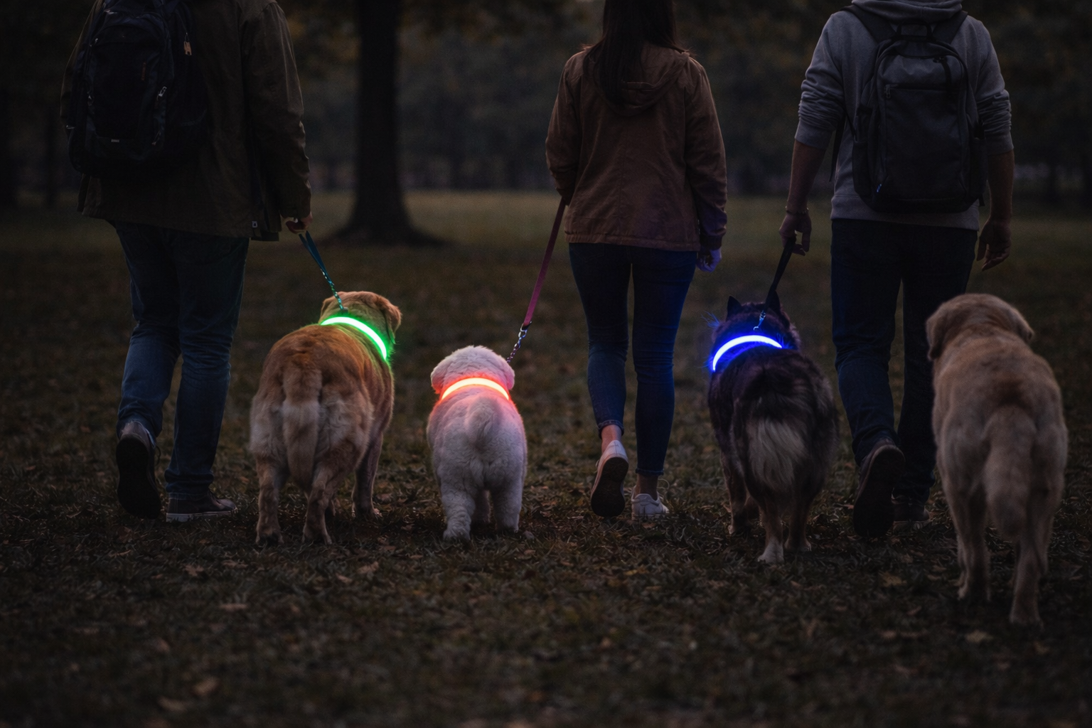 Rechargeable LED Safety Pet Collar - See Your Pet At Night