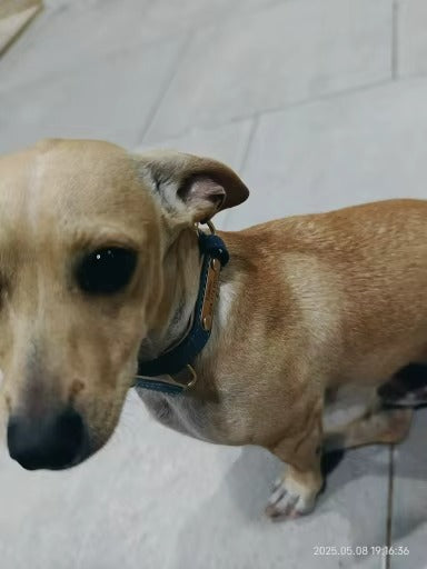 Personalised Pet Collar - Your Pets Name and Your Number
