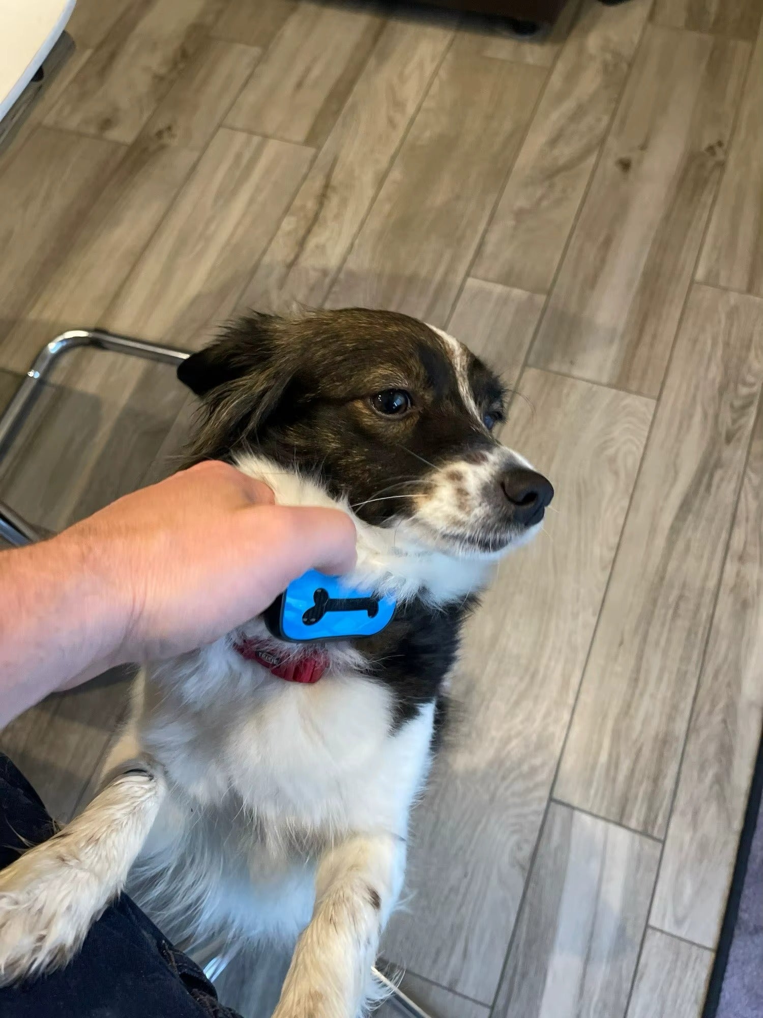 Dog Anti Barking Device