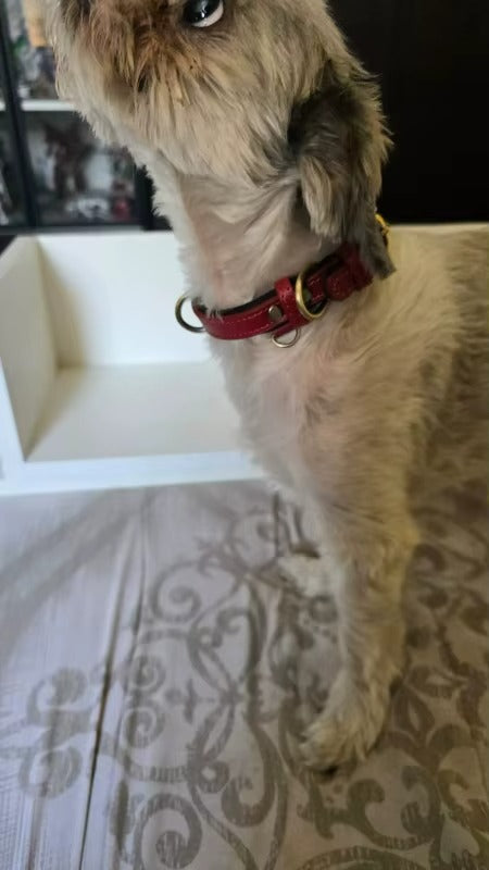 Personalised Pet Collar - Your Pets Name and Your Number